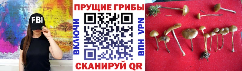 Купить закладки  Дмитриев  Галлюциногенные грибы мицелий 